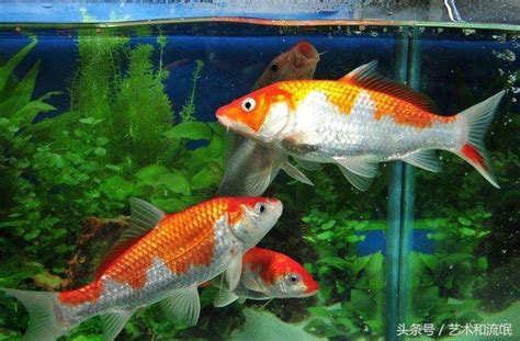 金魚擋煞|養魚可擋煞，養「風水魚」的6個風水禁忌，養好了為。